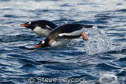 Gentoo Penguins, "flying" besides our zodiac by Steve Laycock 